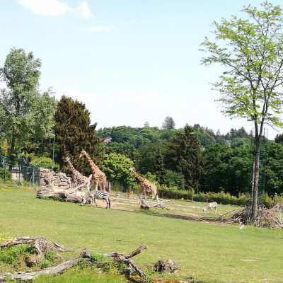 Besuch im Opel - Zoo 2018